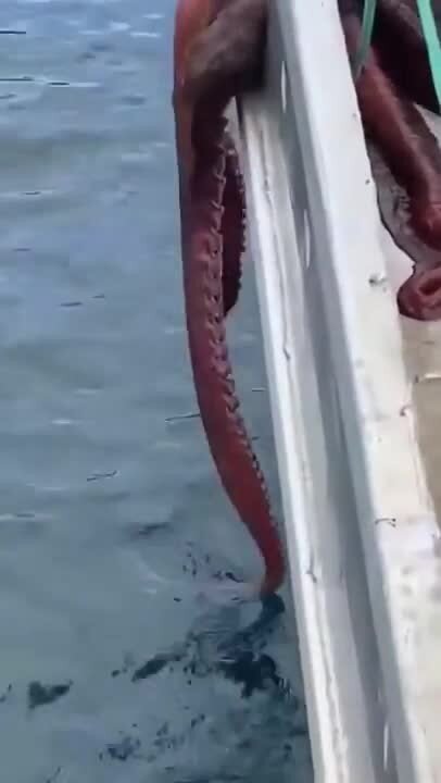 Лично я сваливаю