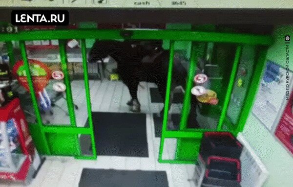 Пьяный мужчина въехал в «Пятёрочку» верхом на коне и с шашкой наперевес