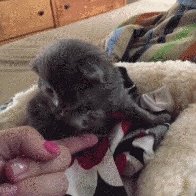 Котенок учится давать пятюню