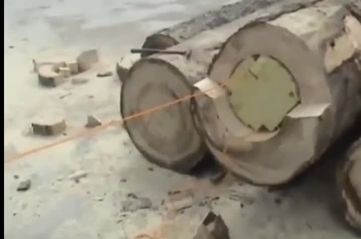 настоящее денежное дерево