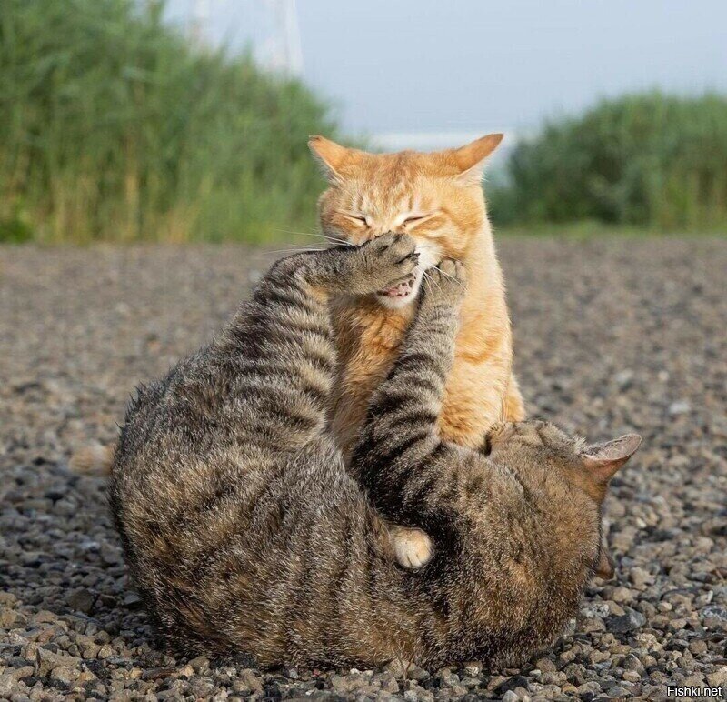 Кошачьи драки - 2