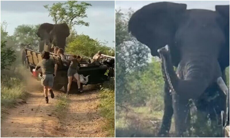В ЮАР слон напал на джип со студентами