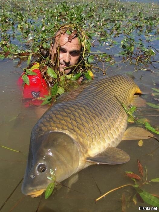 Вот это номер