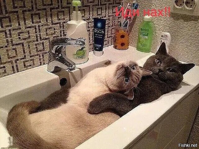 Питерская семья