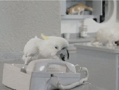 -дурдом слюшает