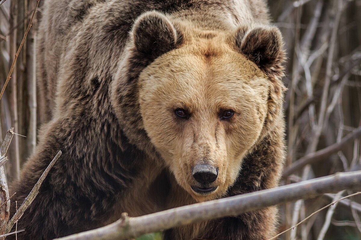 Как живёт бурый медведь: 10 интересных фактов из жизни «косолапого»