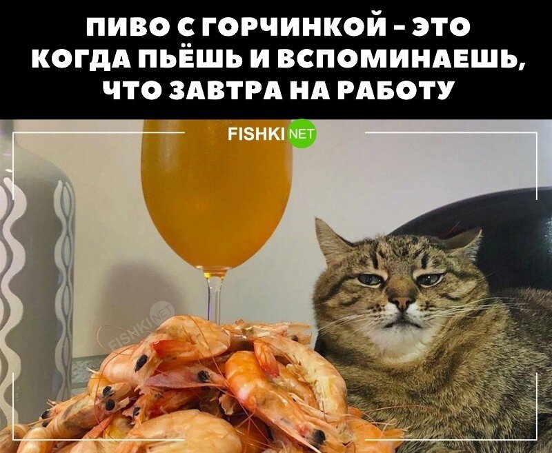 Жизнь боль, когда пиваса ноль