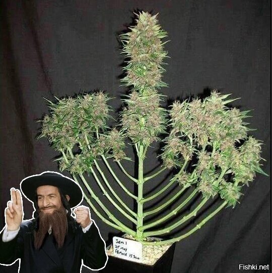 Какая "трава"