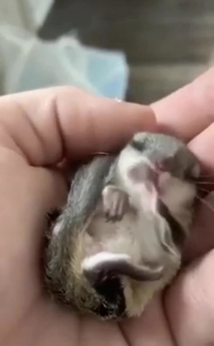 Чья-то белочка подрастает