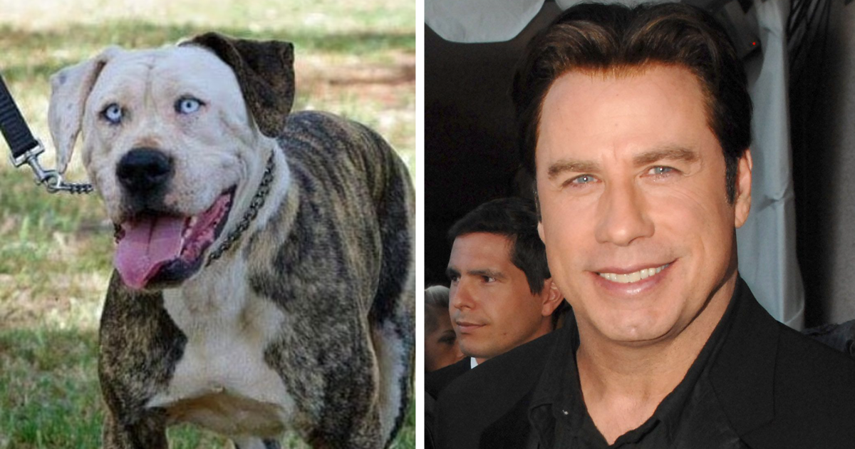 В Твиттере нашли собак, которые похожи на знаменитостей как две капли воды