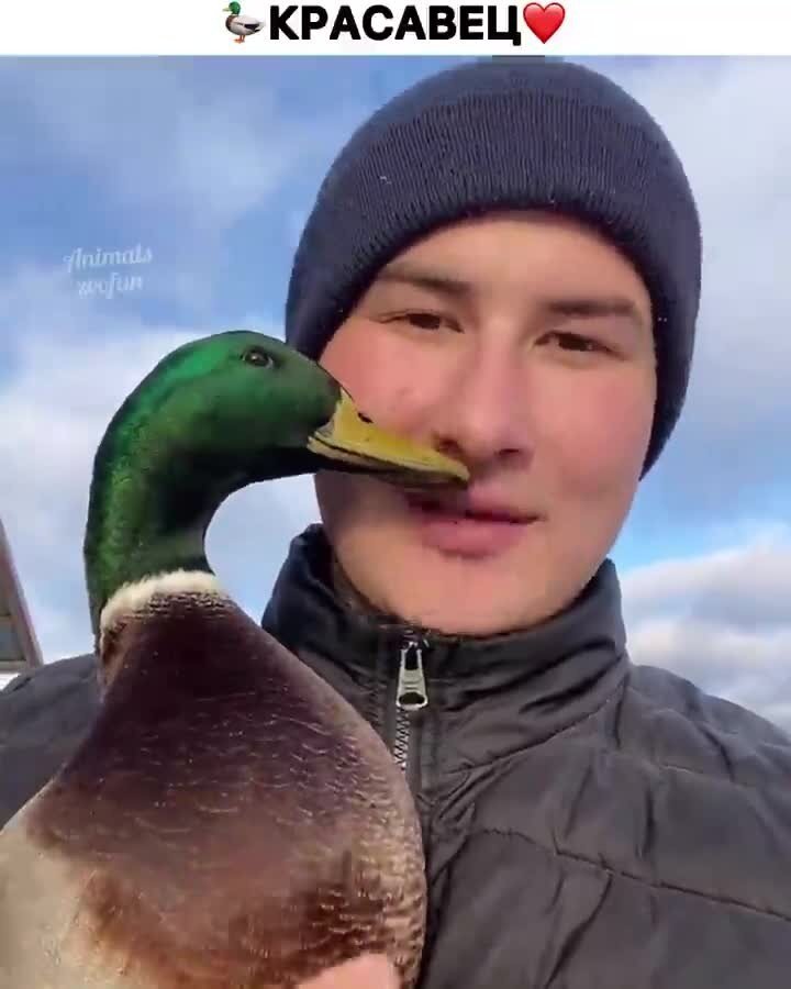 Красавец