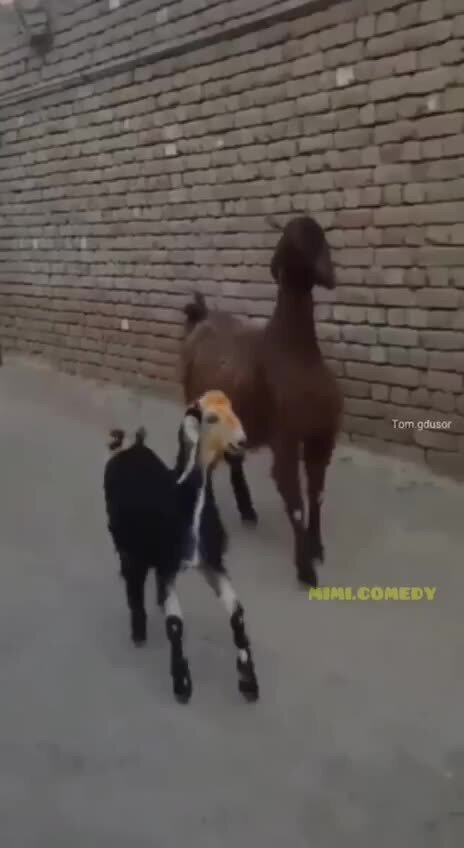 Весёлая песенка