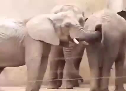 Перекус проктолога