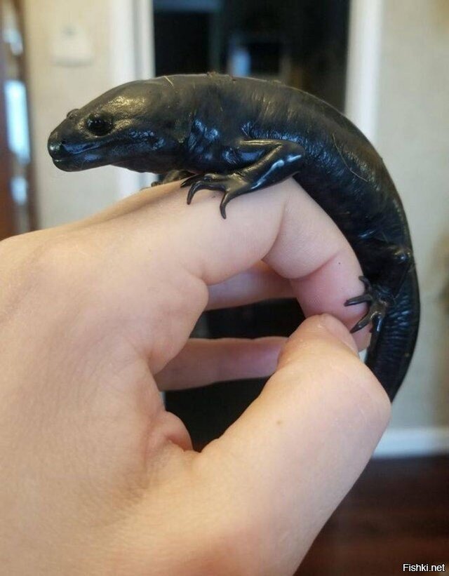 Так выглядит наш аксолотль после морфы