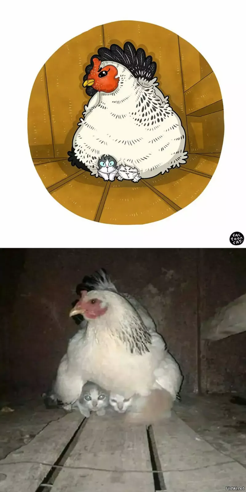 Солянка