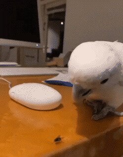 акела промахнулся
