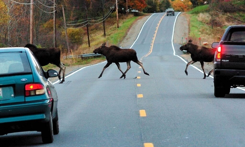 Почему лоси любят автомобильные дороги больше других животных? Опасность лося на дороге