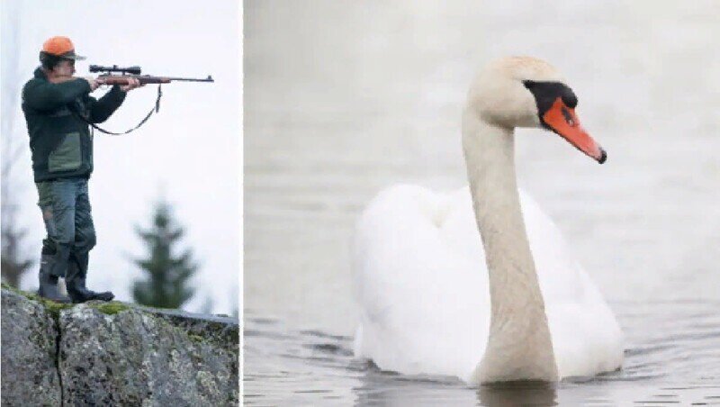 Кардинальное решение: двух глупых лебедей, не соблюдающих ПДД на шведской автотрассе, - пристрелили
