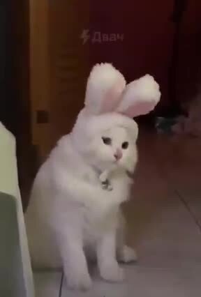 КОТОКРОЛИК