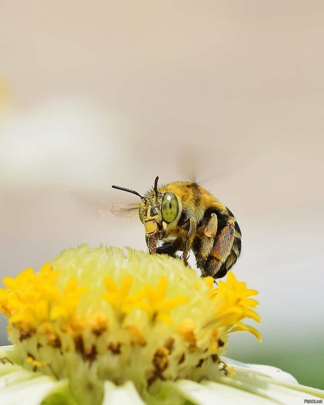 Пчёлка трудится