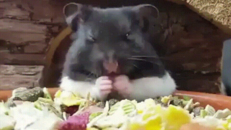 Дон Крысолоне кушает