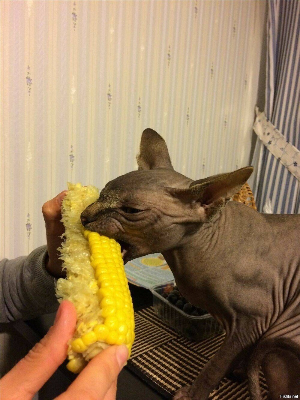 Солянка