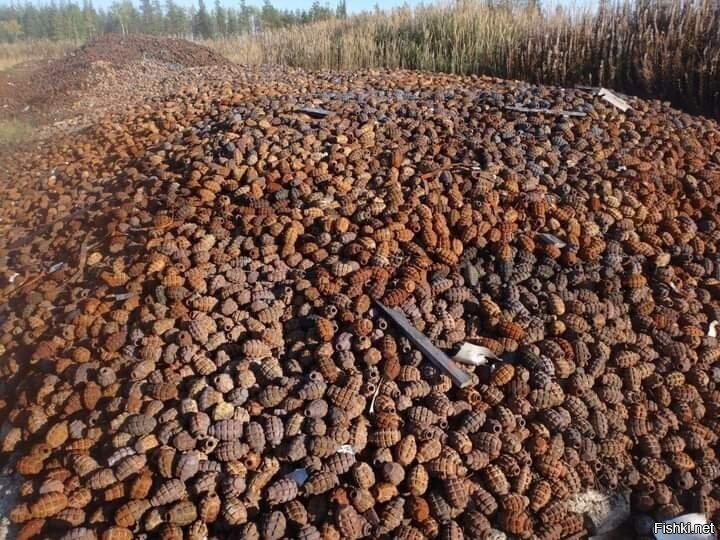 На шишки нынче урожай