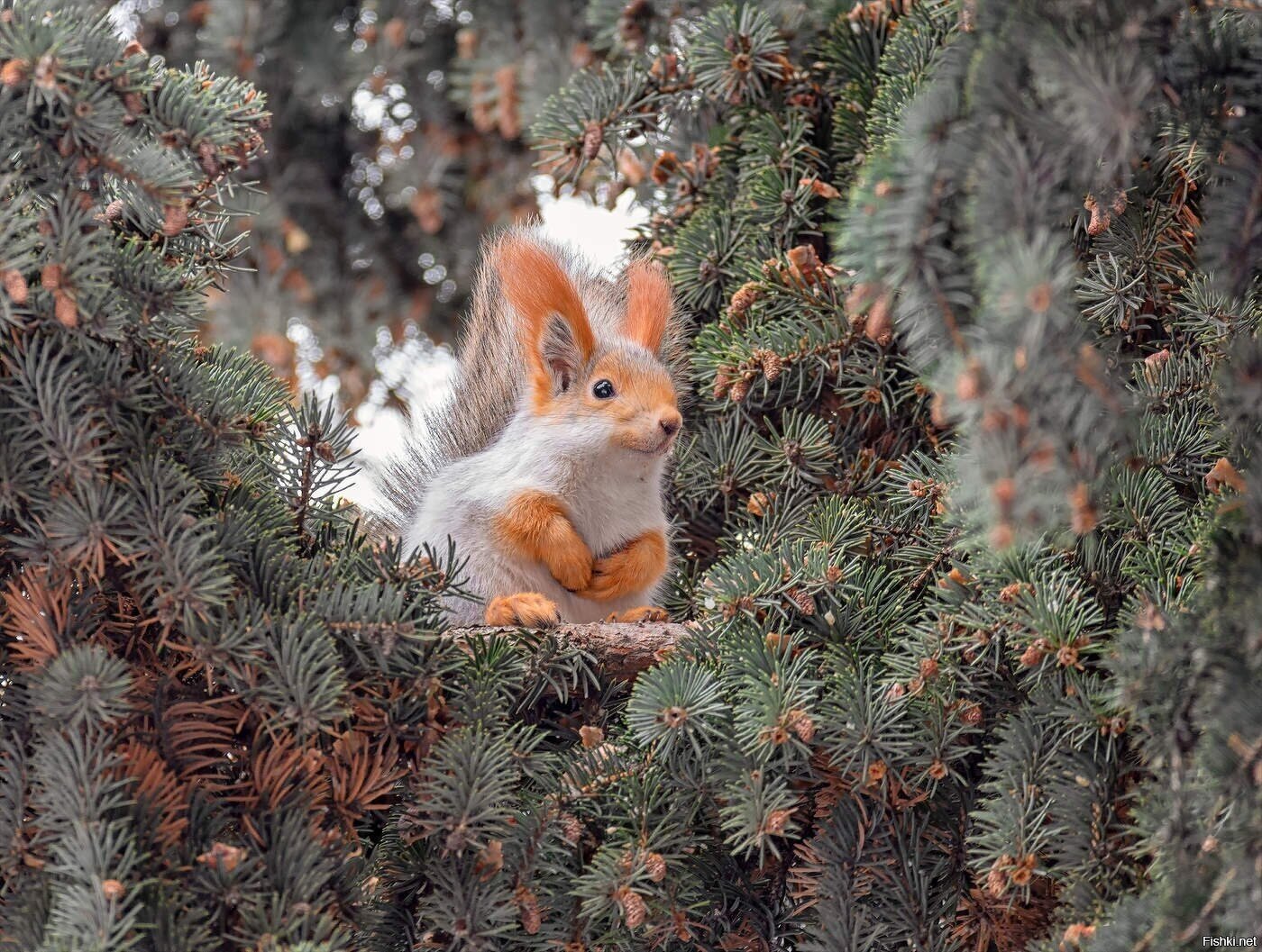 Солянка