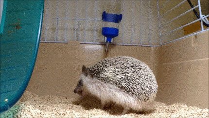 Чешется