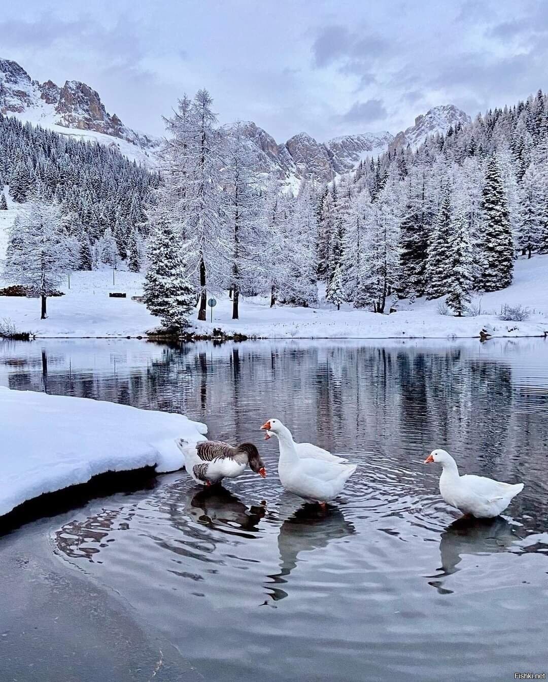 Солянка