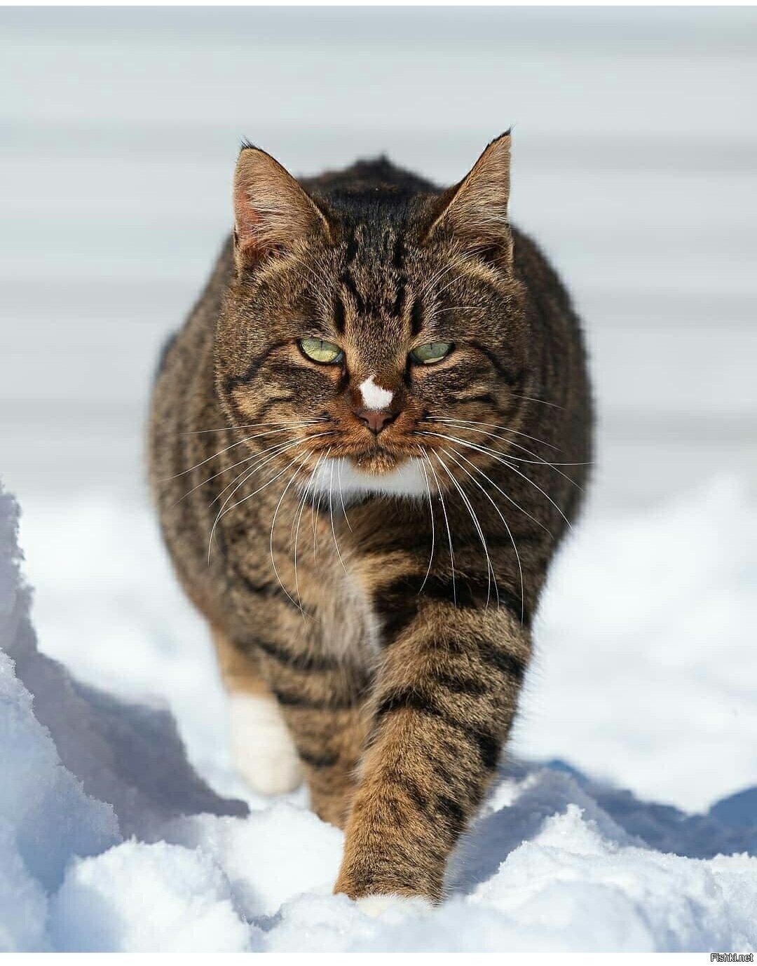 Солянка