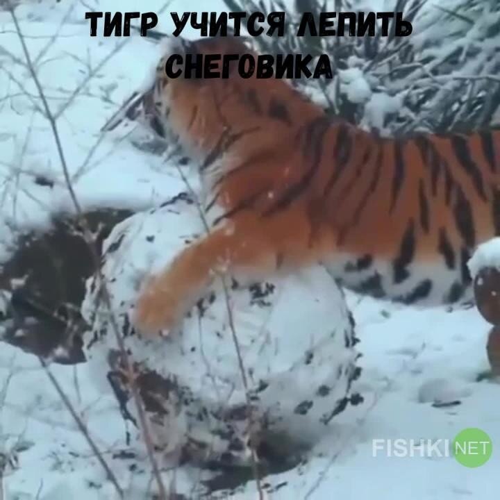 Тигр радуется снегу и лепит снеговика