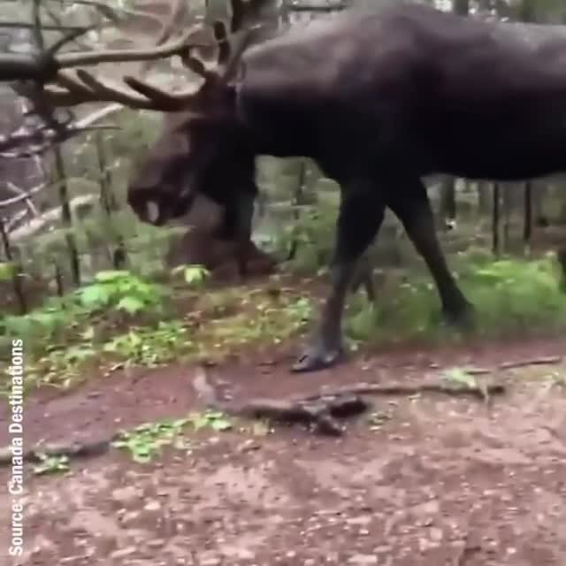 ОГО