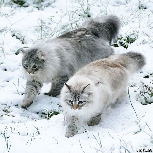 В тёплых шубках)