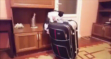 &quot;Отдам котика, ходит в лоток, спокойный&quot;