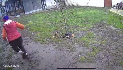 Домашняя лиса сбежала с вольера