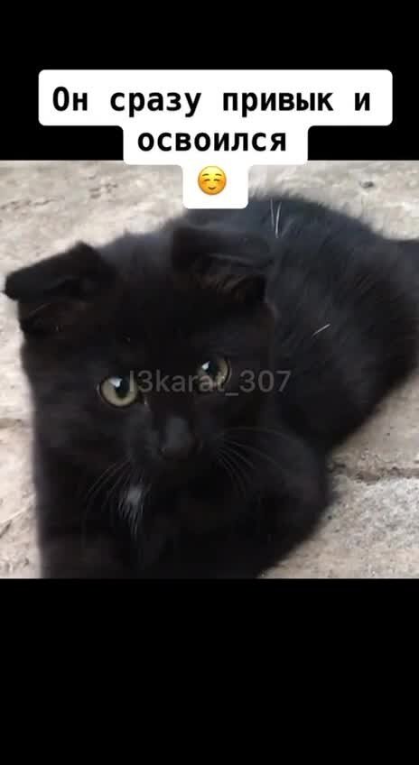 Р - расизм