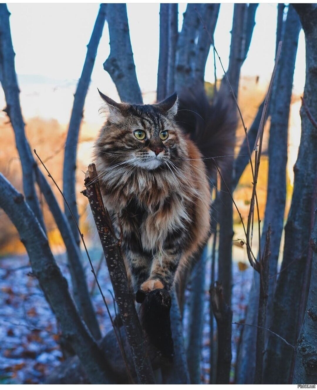 Солянка
