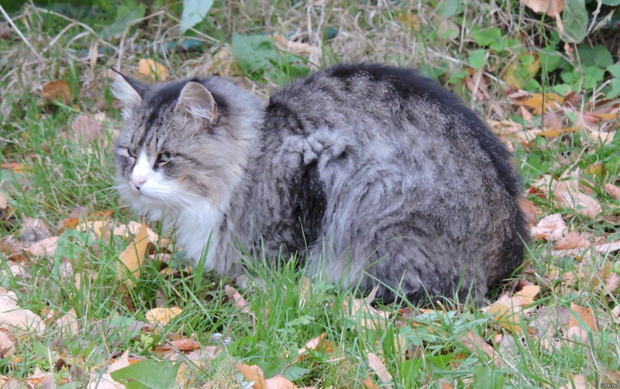 Осенний представитель Кошачьих из Касимова