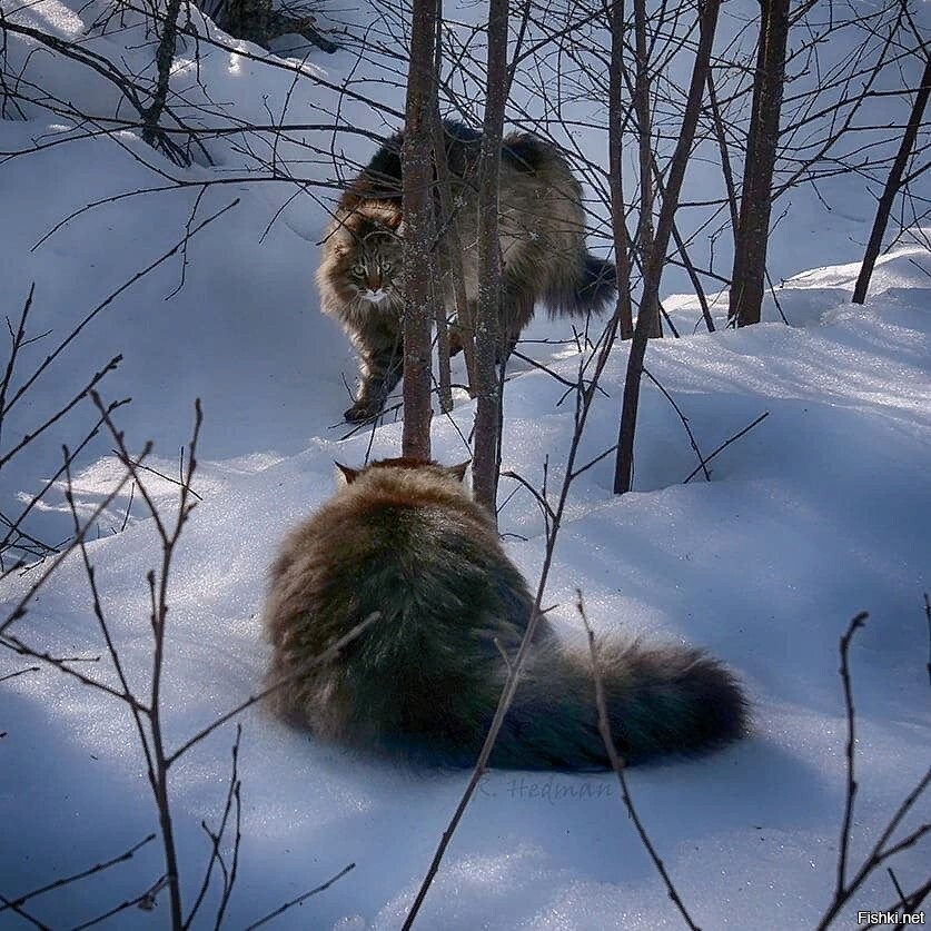 котики на снегууу