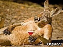 В бар заходит кенгуру и спокойно так заявляет: - виски