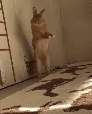 - Танцуют все