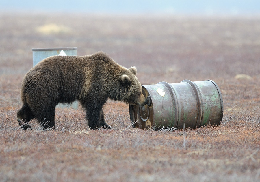 Медведи, которые подсаживаются на запах бензина