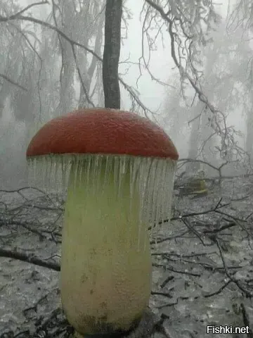 Солянка