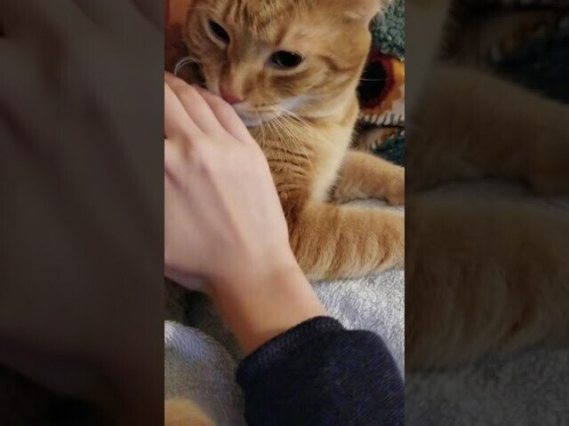 Когда рука пахнет чужим котом