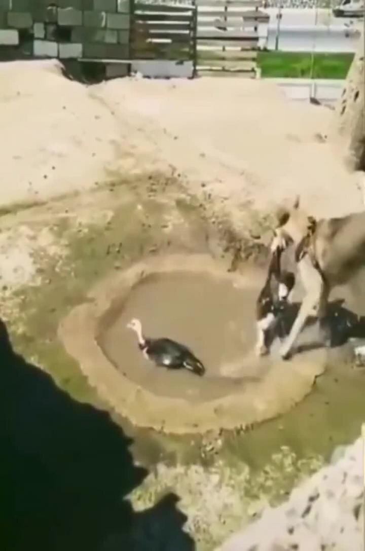 спасатель малибу