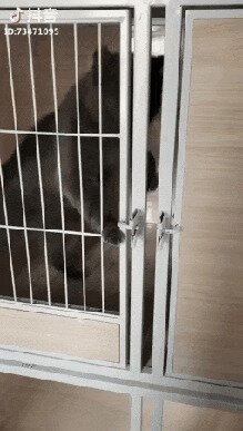 Классическое поведение