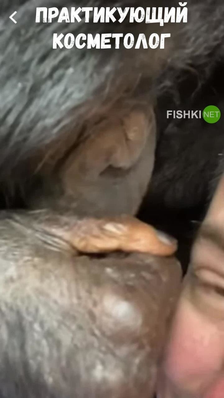 Обезьянья любовь:  шимпанзе устроила мужчине груминг-сессию