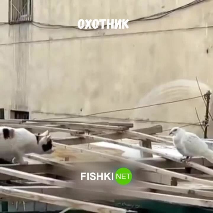 Кот против голубя