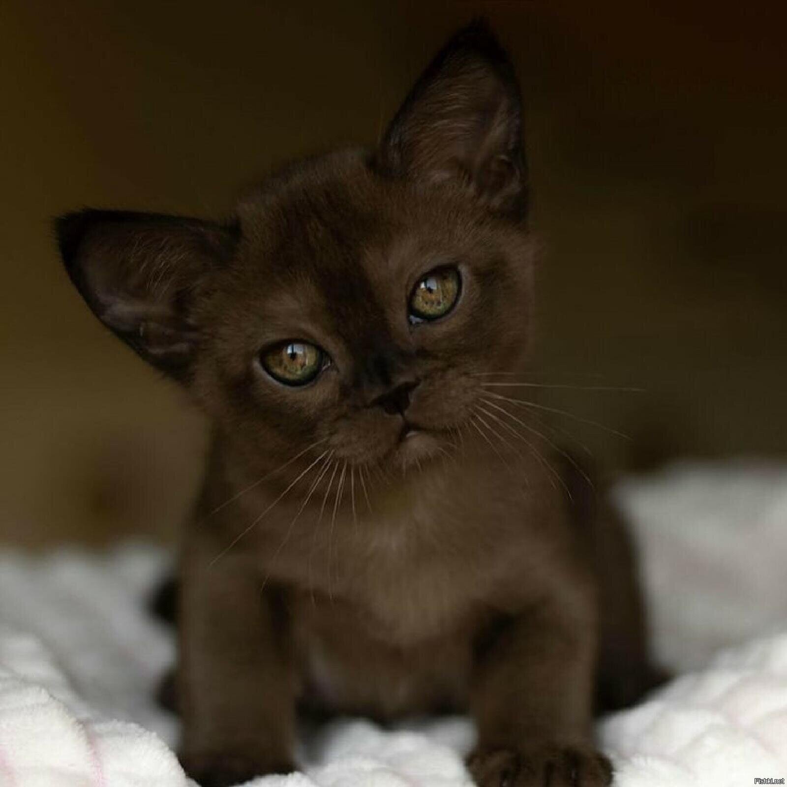 А если котёнок цвета корицы, он кориццневый